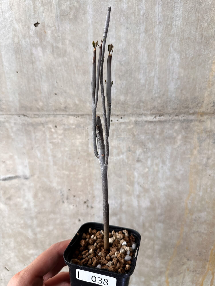 ユーフォルビア　アルブスクラ　挿木　発根済み　コーデックス　塊根植物 現品限り】ユーフォルビア・アルブスクラ【I38】 Euphorbia arbuscula