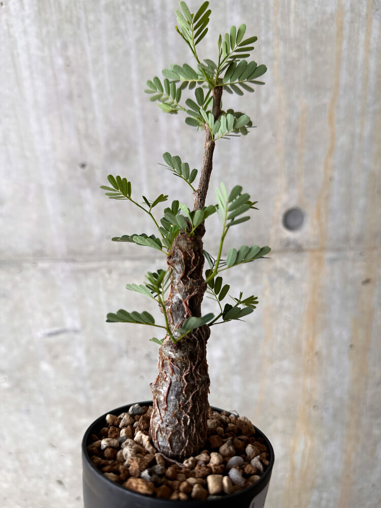 【現品限り】センナ・メリディオナリス 実生【I44】 Senna meridionalis