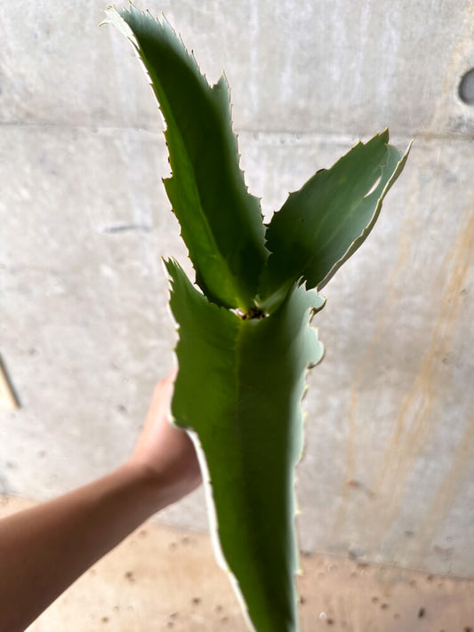 【現品限り】キフォステンマ・ユッタエ【I47】 Cyphostemma juttae