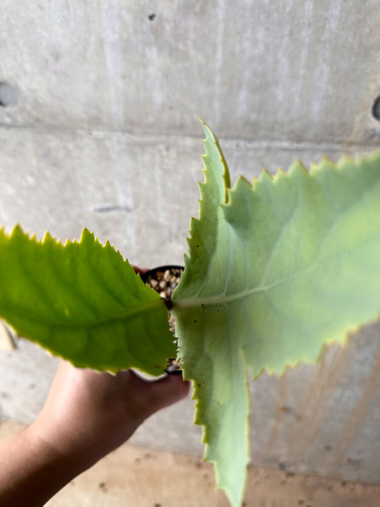 【現品限り】キフォステンマ・ユッタエ【I48】 Cyphostemma juttae