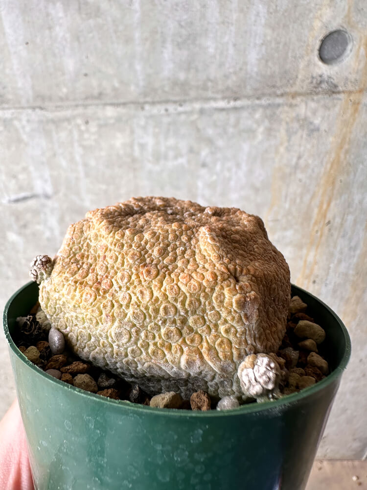 【現品限り】プセウドリトス・クビフォルメ【I49】 Pseudolithos cubiforme