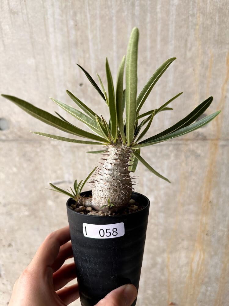 現品限り】パキポディウム・グラキリス【I58】 Pachypodium gracilius