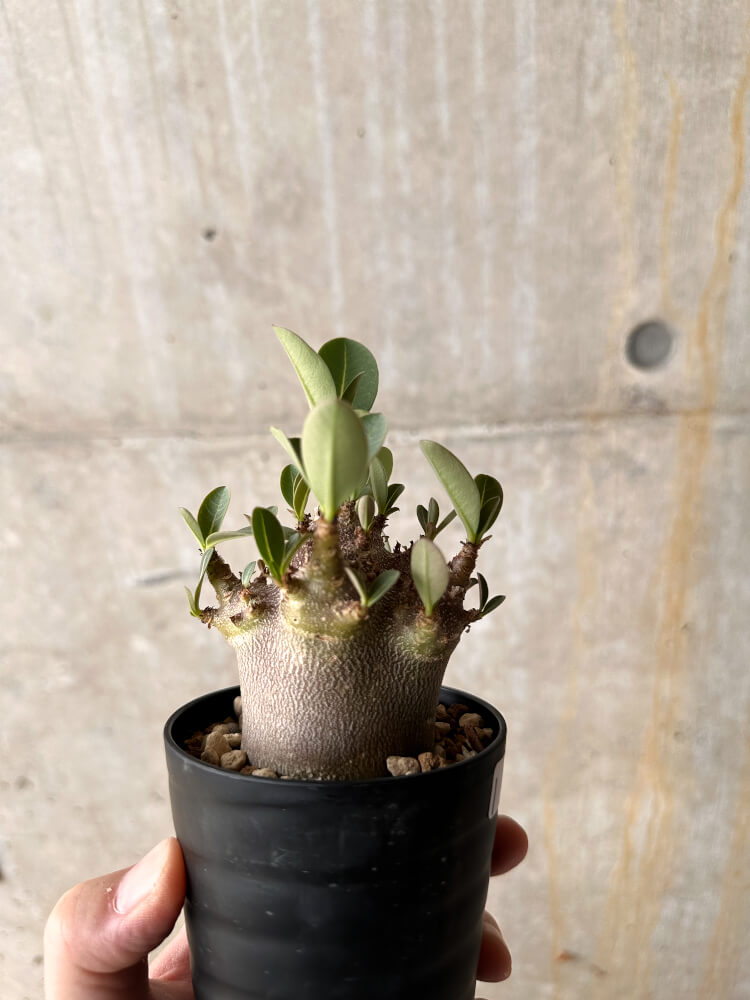 【現品限り】アデニウム・アラビカム ブラックスキン【I61】 Adenium arabicum 'Black skin'