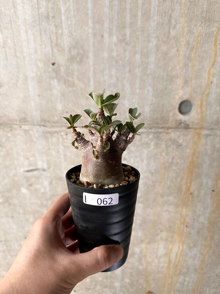 現品限り】アデニウム・アラビカム ブラックスキン【I62】 Adenium