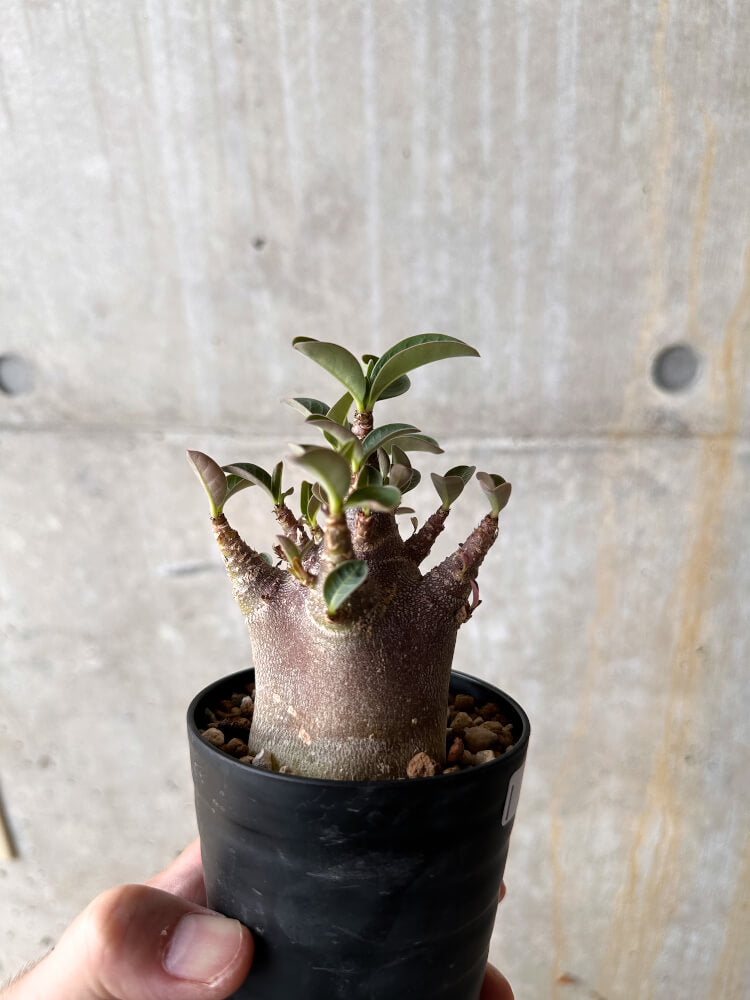 【現品限り】アデニウム・アラビカム ブラックスキン【I62】 Adenium arabicum 'Black skin'