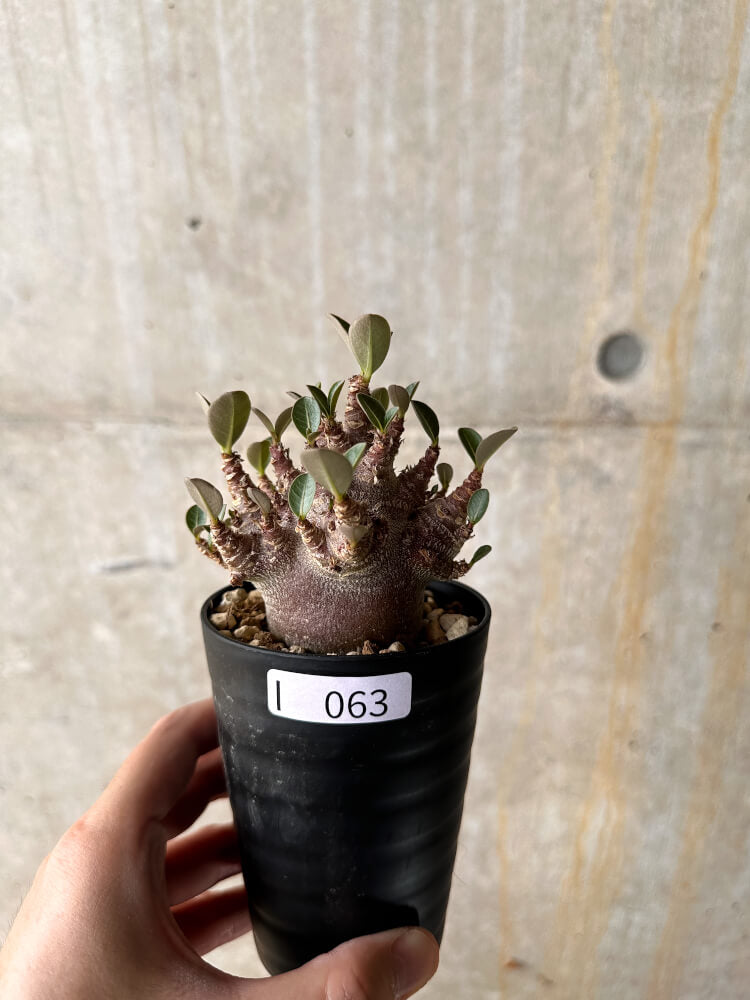 現品限り】アデニウム・アラビカム ブラックスキン【I63】 Adenium