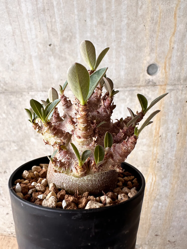 【現品限り】アデニウム・アラビカム ブラックスキン【I63】 Adenium arabicum 'Black skin'