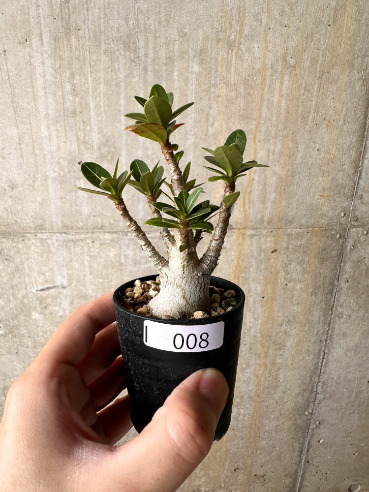 現品限り】アデニウム・アラビカム【I8】 Adenium arabicum 塊根植物