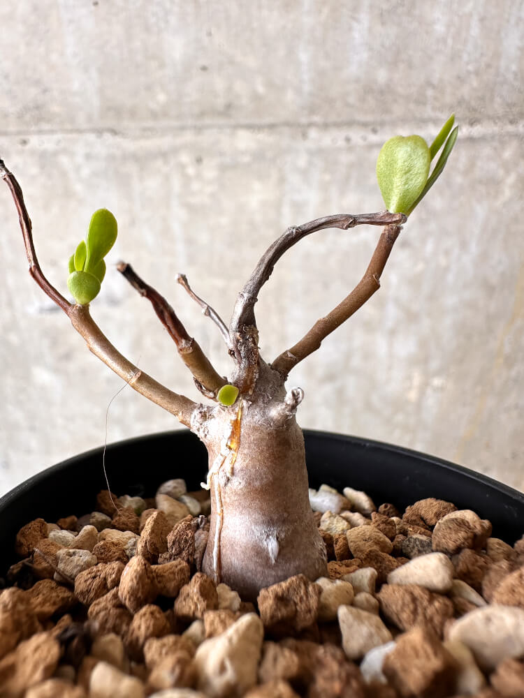 【現品限り】オトンナ・マクロスペルマ【J10】 Othonna macrosperma