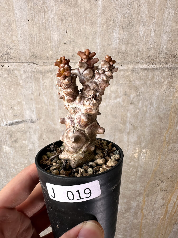 現品限り】オトンナ・ヘレー 蛮鬼塔【J19】 Othonna herrei 塊根植物