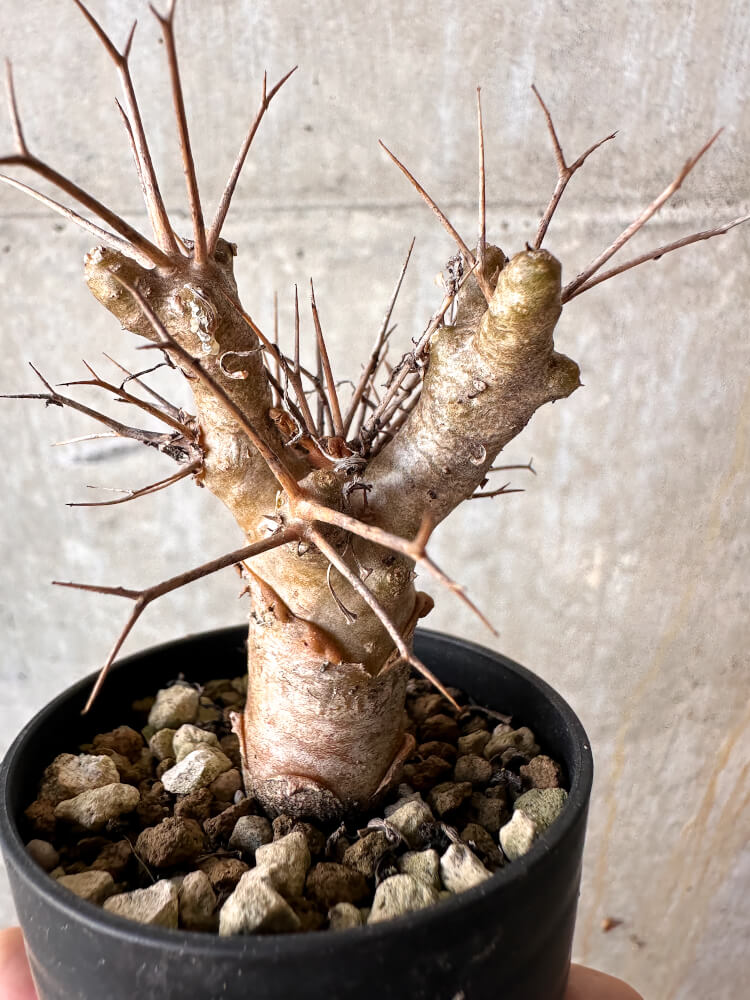 【現品限り】オトンナ・ユーフォルビオイデス【J22】 Othonna euphorbioides