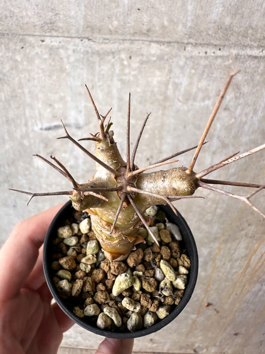 【現品限り】オトンナ・ユーフォルビオイデス【J23】 Othonna euphorbioides