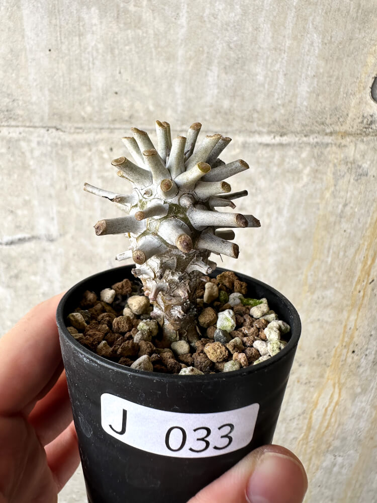 現品限り】チレコドン・ワリチー【J33】 Tylecodon wallichii 塊根植物