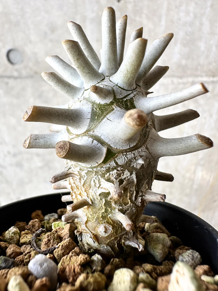 【現品限り】チレコドン・ワリチー【J34】 Tylecodon wallichii