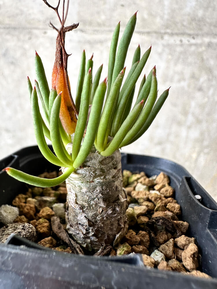 【現品限り】チレコドン・フィロポディウム【J37】 Tylecodon reticulatus ssp phyllopodium