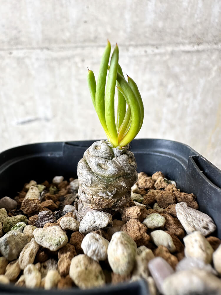 【現品限り】チレコドン・フィロポディウム【J38】 Tylecodon reticulatus ssp phyllopodium
