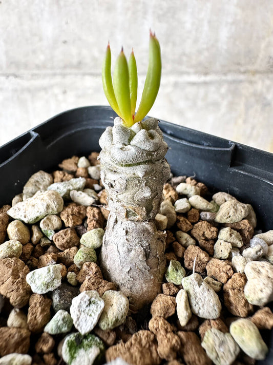 【現品限り】チレコドン・フィロポディウム【J40】 Tylecodon reticulatus ssp phyllopodium