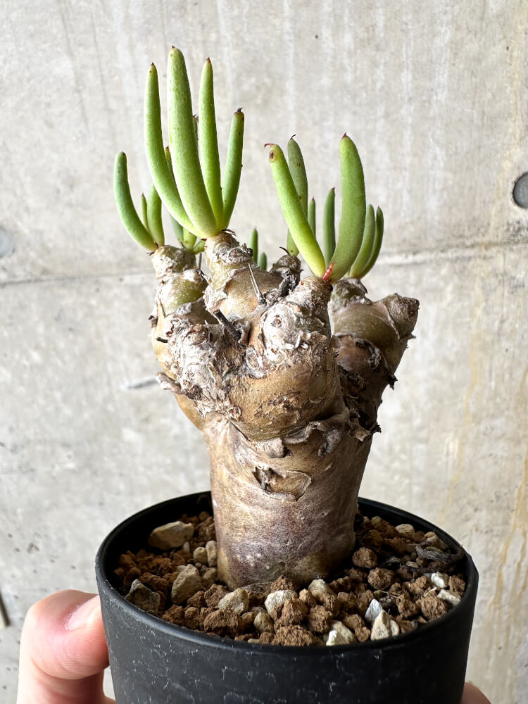 【現品限り】チレコドン・レティキュラータス 万物想【J42】 Tylecodon reticulatus ssp phyllopodium