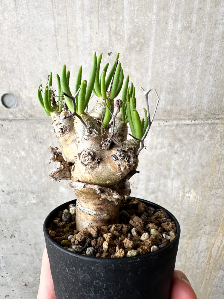 【現品限り】チレコドン・レティキュラータス 万物想【J43】 Tylecodon reticulatus ssp phyllopodium