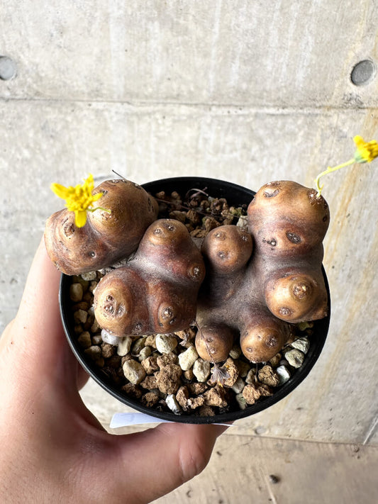 【現品限り】オトンナ・カカリオイデス 大株 現地株 発根済み【J45】 Othonna cacalioides