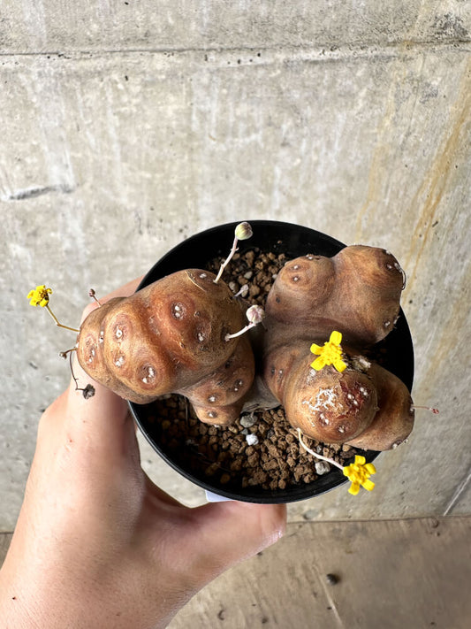 【現品限り】オトンナ・カカリオイデス 大株 現地株 発根済み【J46】 Othonna cacalioides