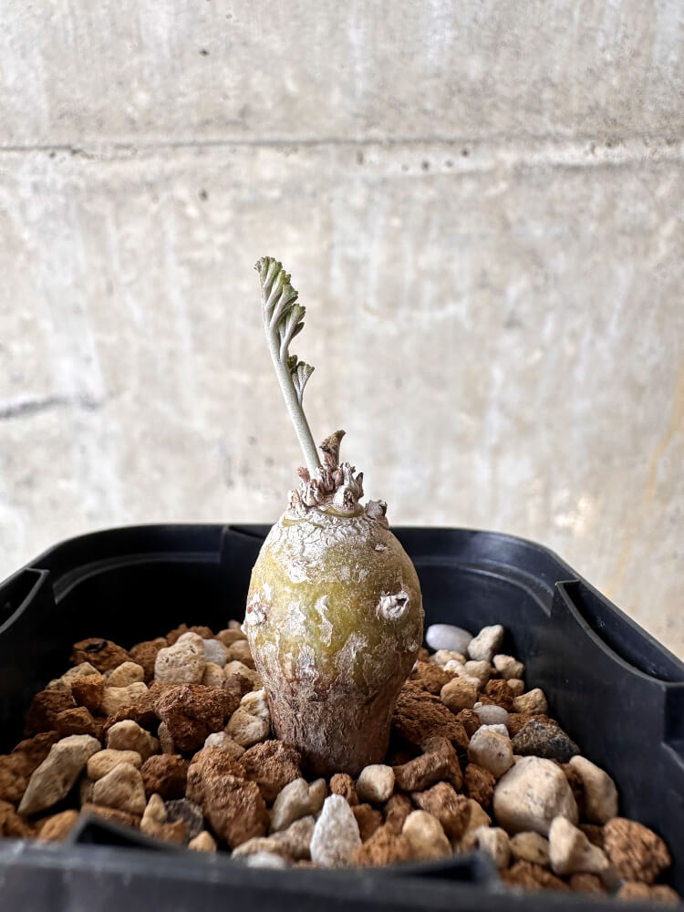 【現品限り】ペラルゴニウム【J4】 Pelargonium ferulaceum
