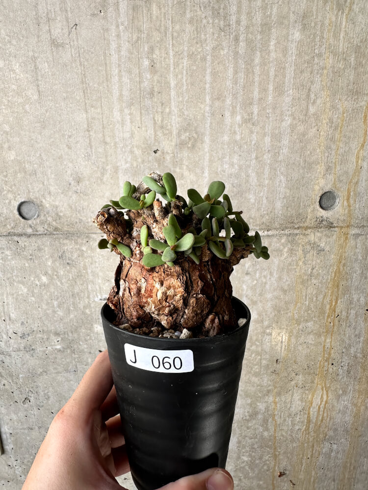 現品限り】ケラリア・ピグマエア 現地株【J60】 Ceraria pygmaea 塊根