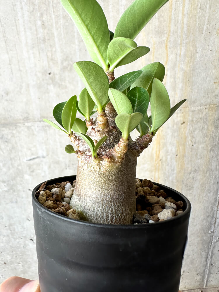 【現品限り】アデニウム・アラビカム ブラックスキン【J61】 Adenium arabicum 'Black skin'