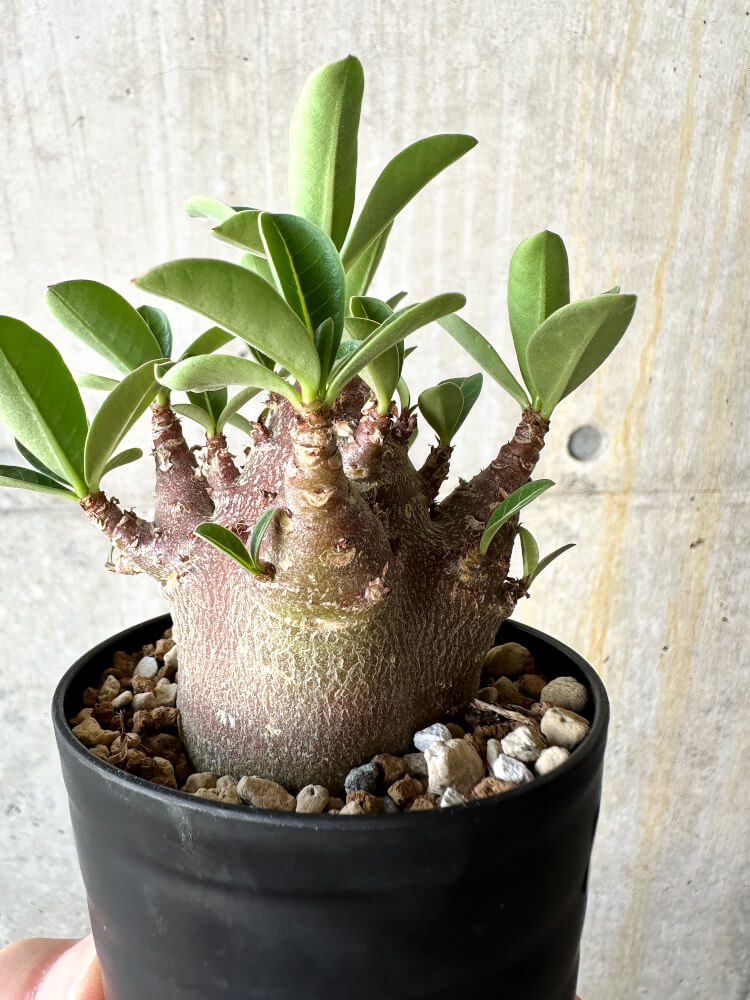 【現品限り】アデニウム・アラビカム ブラックスキン【J63】 Adenium arabicum 'Black skin'
