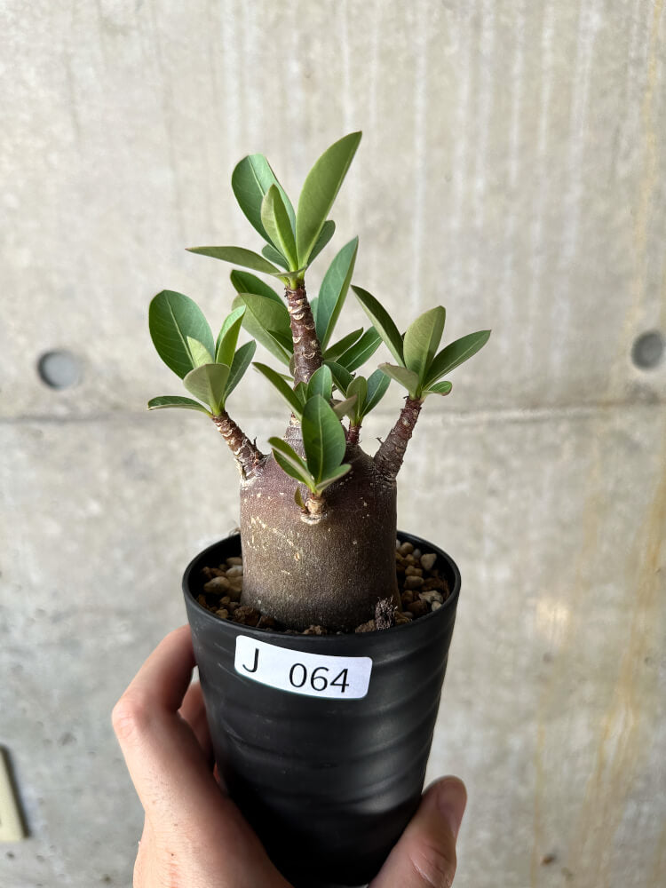 現品限り】アデニウム・アラビカム ブラックスキン【J64】 Adenium