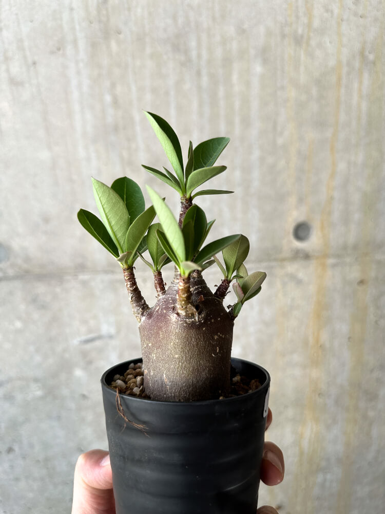 【現品限り】アデニウム・アラビカム ブラックスキン【J64】 Adenium arabicum 'Black skin'