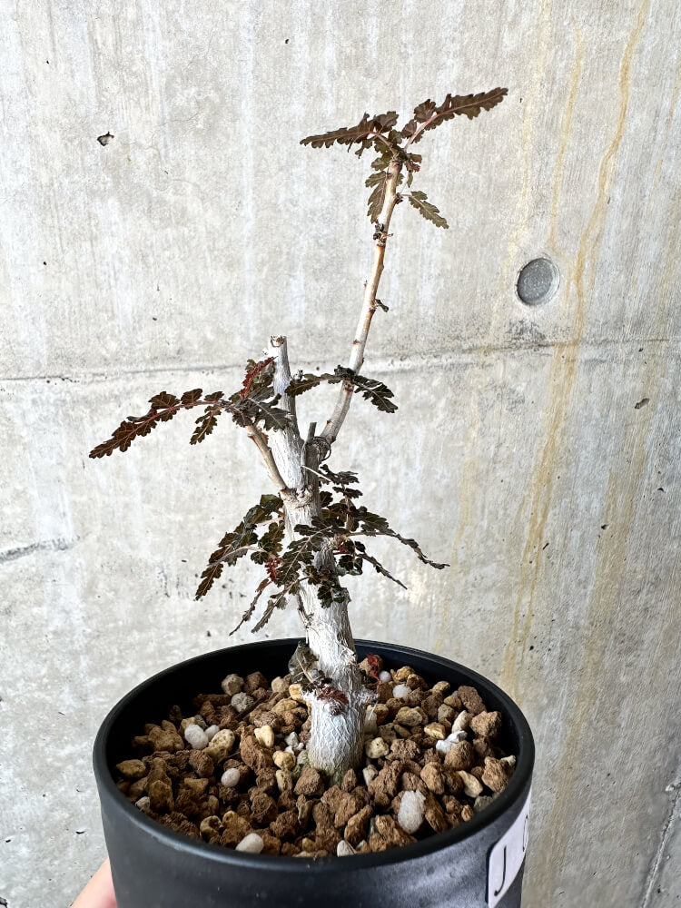 【現品限り】ボスウェリア【J67】 Boswellia nana x asplenifolia