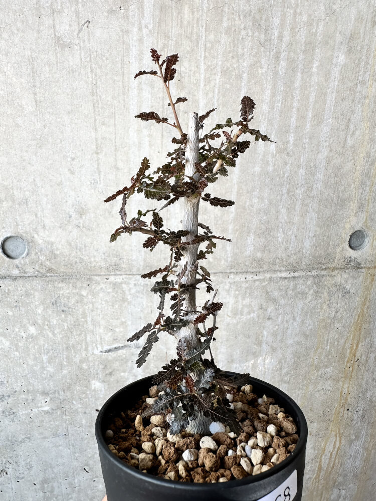 【現品限り】ボスウェリア【J68】 Boswellia nana x asplenifolia