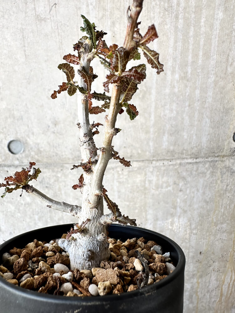 【現品限り】ボスウェリア・ナナ 大株【J70】 Boswellia nana
