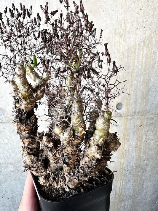 【現品限り】チレコドン・レティキュラータス 万物想【J76】 Tylecodon reticulatus ssp phyllopodium