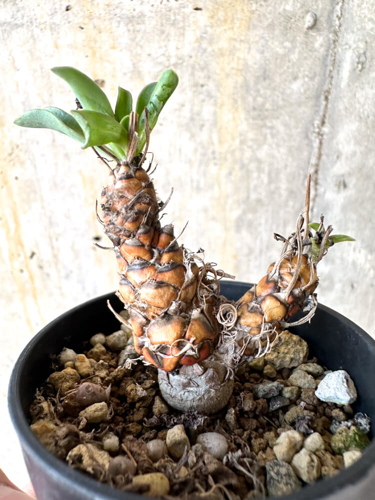 【現品限り】オトンナ・レピドカウリス【K11】 Othonna lepidocaulis