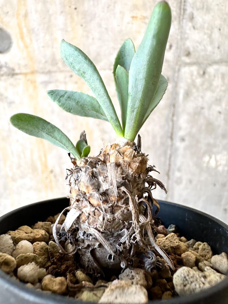 【現品限り】オトンナ・レピドカウリス【K15】 Othonna lepidocaulis