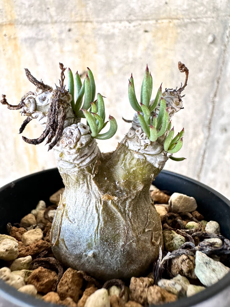 【現品限り】チレコドン・ペアルソニー【K16】 Tylecodon pearsonii
