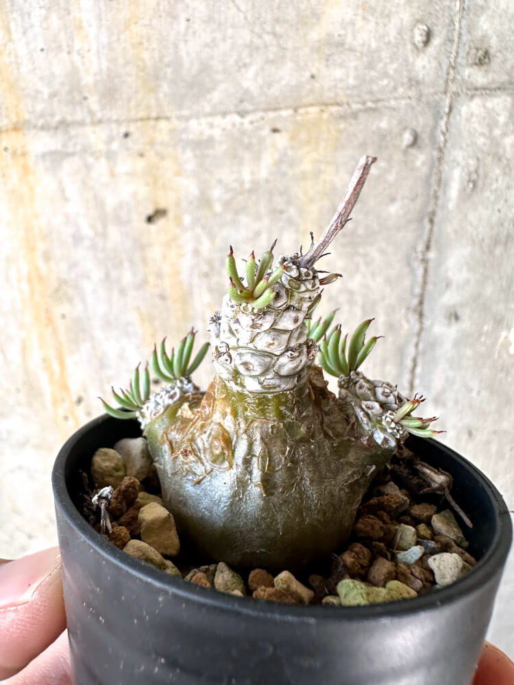 【現品限り】チレコドン・ペアルソニー【K18】 Tylecodon pearsonii