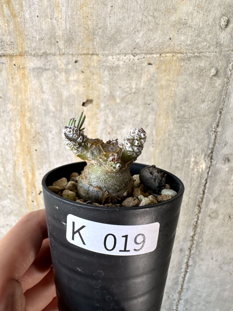 現品限り】チレコドン・ペアルソニー【K19】 Tylecodon pearsonii 塊根
