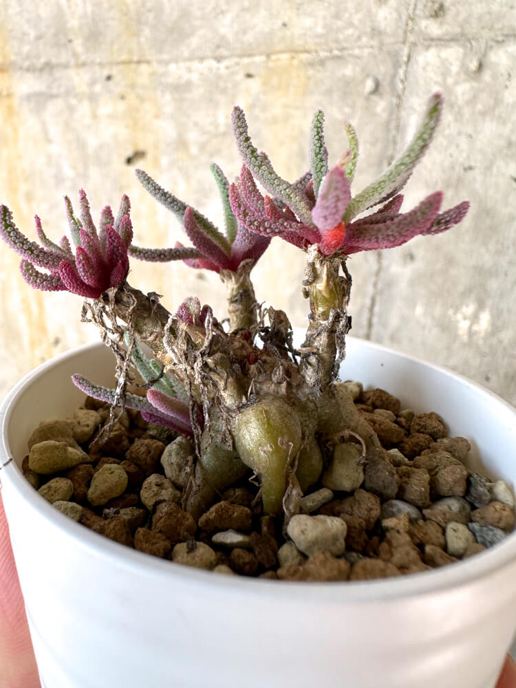 【現品限り】フィロボルス・レスルゲンス【K1】 Phyllobolus resurgens