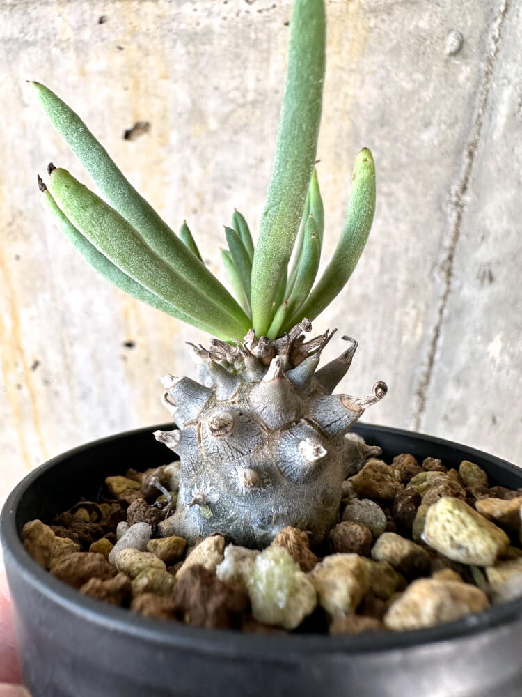 【現品限り】チレコドン・ルブロベノーサス【K23】 Tylecodon rubrovenosus
