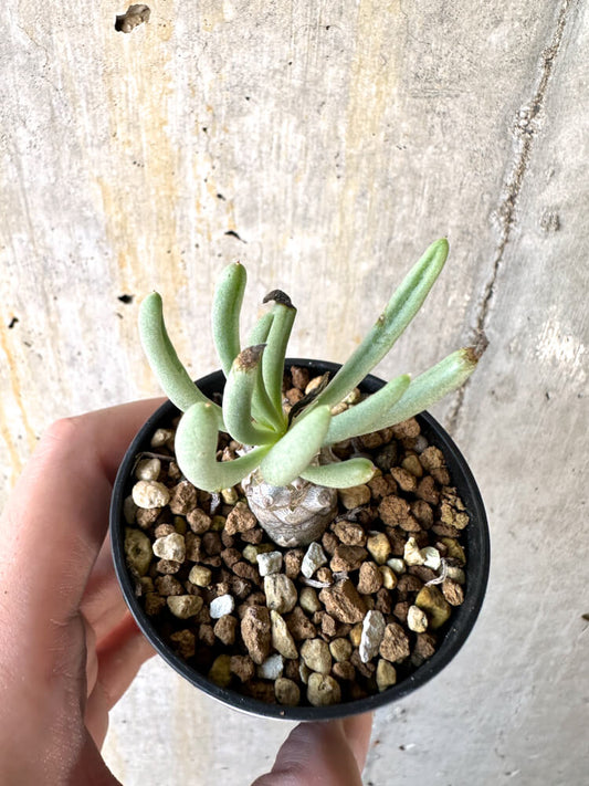 【現品限り】チレコドン・ルブロベノーサス【K24】 Tylecodon rubrovenosus