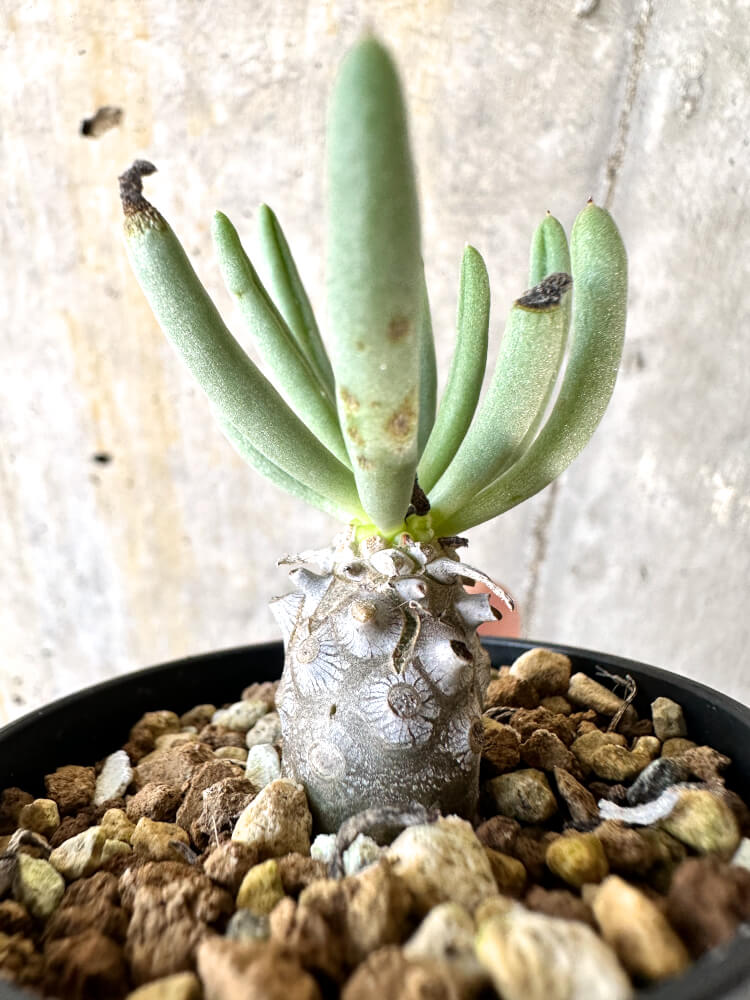【現品限り】チレコドン・ルブロベノーサス【K24】 Tylecodon rubrovenosus
