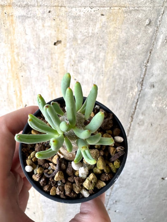 【現品限り】チレコドン・レティキュラーツス 万物想【K25】 Tylecodon reticulatus