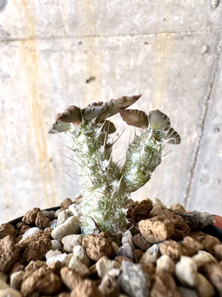 【現品限り】ユーフォルビア・トゥレアレンシス【K26】 Euphorbia tulearensis