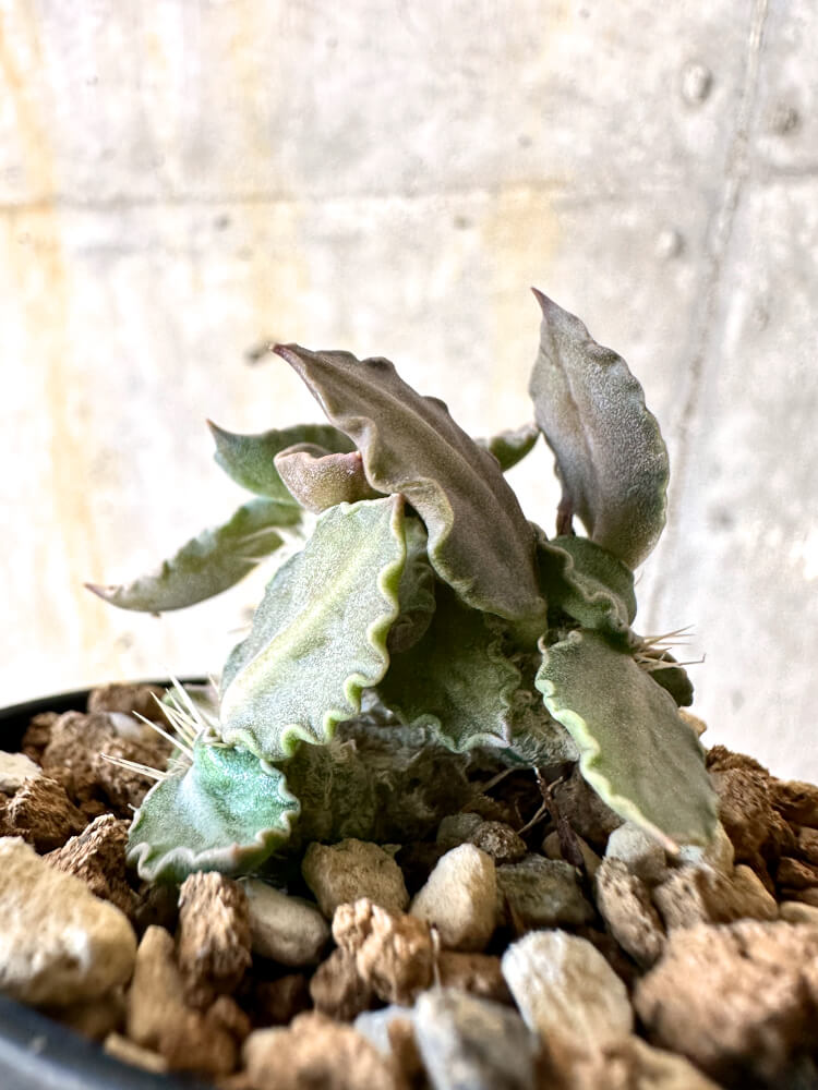 【現品限り】ユーフォルビア・トゥレアレンシス【K27】 Euphorbia tulearensis