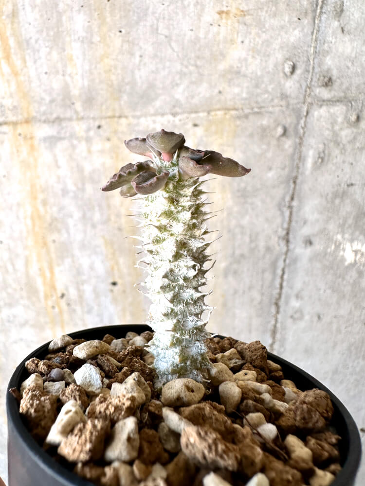 【現品限り】ユーフォルビア・トゥレアレンシス【K28】 Euphorbia tulearensis