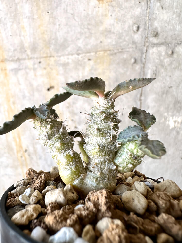 【現品限り】ユーフォルビア・トゥレアレンシス【K29】 Euphorbia tulearensis