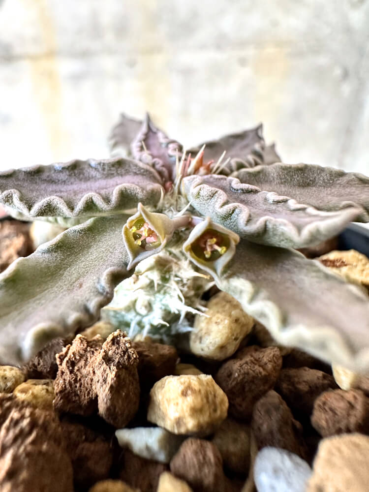 【現品限り】ユーフォルビア・トゥレアレンシス【K30】 Euphorbia tulearensis